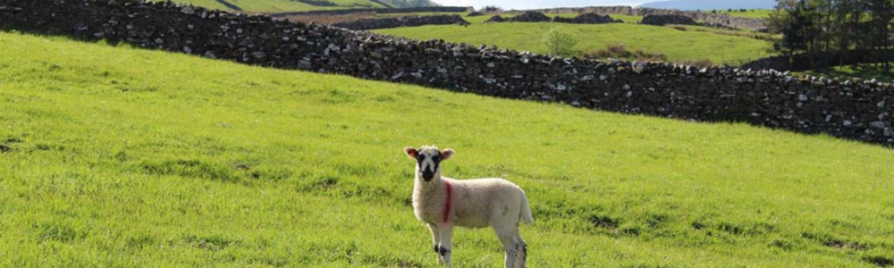 Lamb
